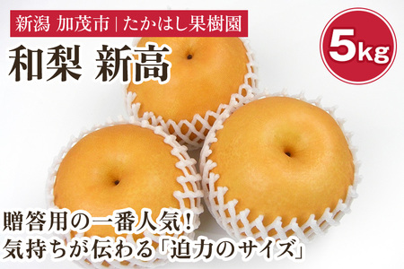 【2026年先行予約】たかはし果樹園 謹製 新潟県産和梨 新高 約5kg《9月下旬～順次配送》にいたか たかはし果樹園 新高梨