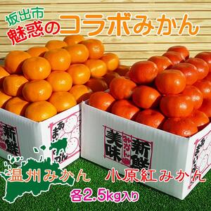 ≪先行受注≫小原紅早生 & 完熟温州 セット 約5kg ( 小原紅早生みかん約2.5kg & 完熟温州みかん約2.5kg ) S ～ Lサイズ ｜ みかん