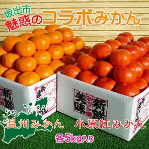 ≪先行受注≫小原紅早生 & 完熟温州 セット 約10kg ( 小原紅早生みかん約5kg & 完熟温州みかん約5kg ) S ～ Lサイズ ｜ みかん