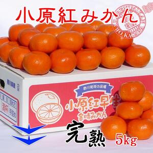 ≪先行受注≫小原紅早生みかん 香川県産 約5kg( S ～ Lサイズ )｜みかん