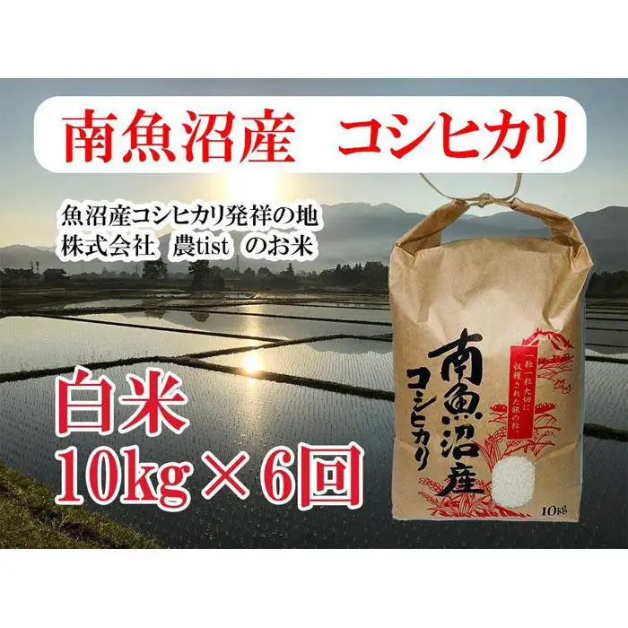 【令和7年産】【定期便 南魚沼産】コシヒカリ 白米10kg×6回【定期便 銘柄米 ブランド米 精米 こしひかり コシヒカリ 魚沼産 新潟米 産地直送 お米 米 こめ コメ ご飯 御飯 ごはん】