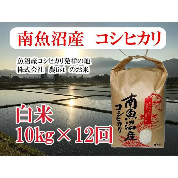 【令和7年産】【定期便 南魚沼産】コシヒカリ 白米10kg×12回【定期便 銘柄米 ブランド米 精米 こしひかり コシヒカリ 魚沼産 新潟米 産地直送 お米 米 こめ コメ ご飯 御飯 ごはん】