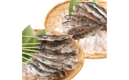 阿蘇から届く かわべの湧水やまめ (内臓処理済8匹・串8匹)