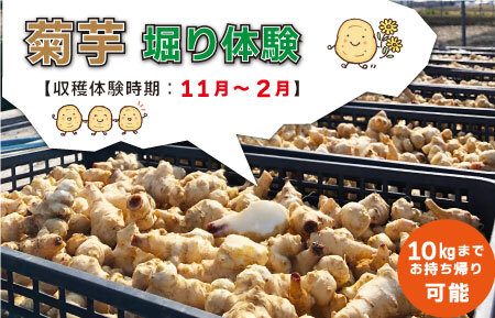 菊芋堀り 体験 （10kgまでお持ち帰りいただけます） 芋ほり 芋掘り お持ち帰り お土産 みやげ 粉末 パウダー イヌリン 国産 糖質 有機 血糖値 体型 血圧 いも 菊芋茶 菊芋チップス SDGs エコ サスティナブル 健康 話題 農薬不使用 食物繊