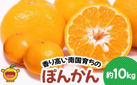 ぽんかん 10kg ミカン | 津久見市