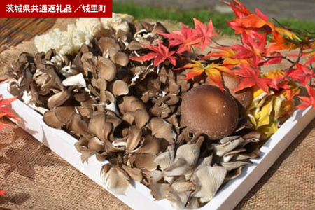 きのこの詰め合わせ　 Mサイズ（茨城県共通返礼品・城里町産） HE-002