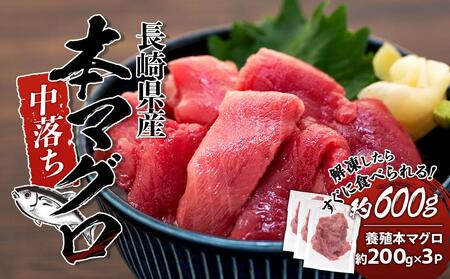 長崎県産　本マグロ中落ち 約600g | マグロ まぐろ  本マグロ 養殖マグロ 冷凍マグロ 鮪