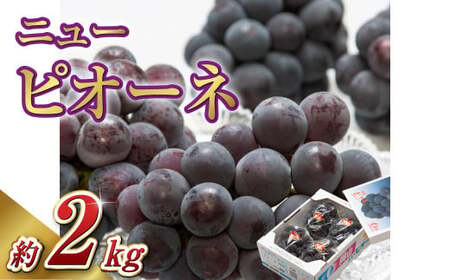 【先行予約】岡山県産 ニューピオーネ  4房（1房480g以上）約2kg【2026年8月下旬～10月上旬まで順次発送予定】【ぶどう ニューピオーネ フルーツ 国産 人気 おすすめ 岡山県 倉敷市】