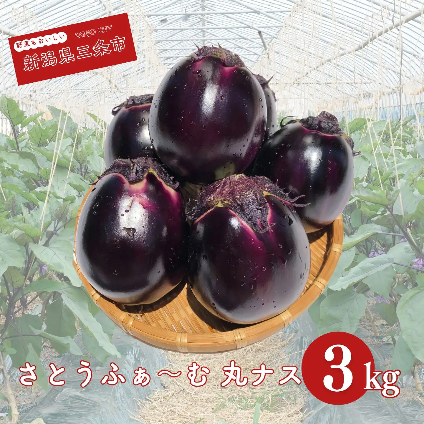 丸なす 約3kg 令和8年産 三条市 茄子 ナス