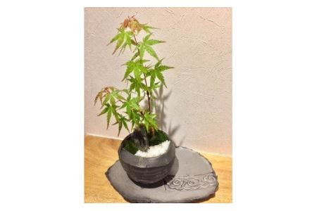 ミニ盆栽鉢セット（菊間瓦製菊間町） [VB00610]