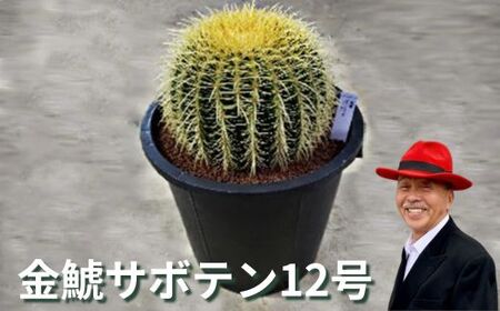 金鯱サボテン12号 植物 グリーンインテリア 緑 さぼてん村 サボテンの王様 癒し 玄関 リビング 自室 トイレ 