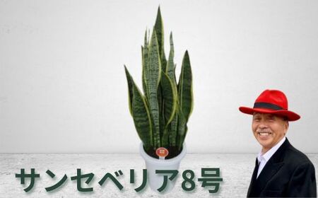 サンセベリア8号 植物 観葉植物 グリーンインテリア 緑 