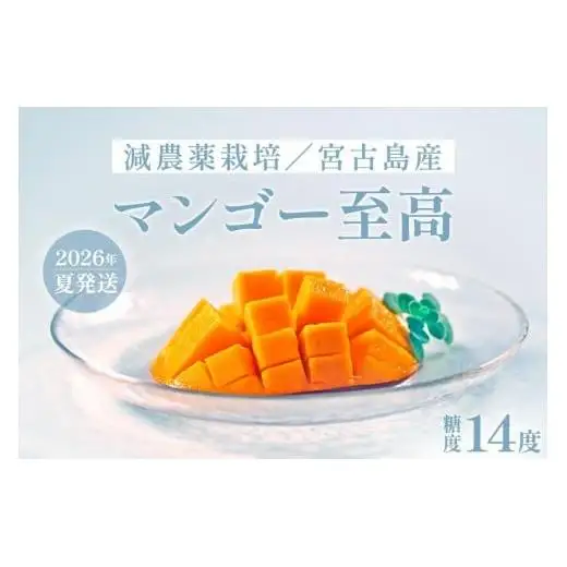 《先行予約》沖縄県宮古島産 減農薬栽培マンゴー 1kg【優品】｜贈答用・糖度14度以上！｜琉球マルシェ