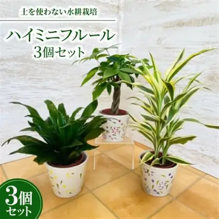 ハイミニフルール　3個セット【オススメ観葉植物でお届け】【1358450】