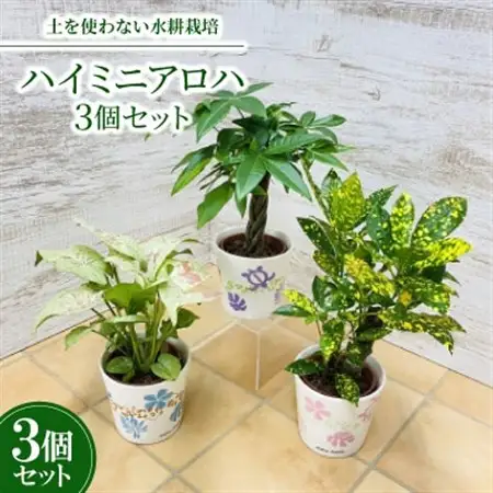 ハイミニアロハ　3個セット【オススメ観葉植物でお届け】【1358771】