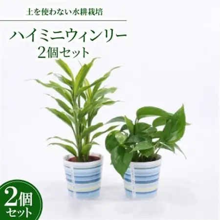 ハイミニウィンリー2個セット　【オススメ観葉植物でお届け】【1358772】