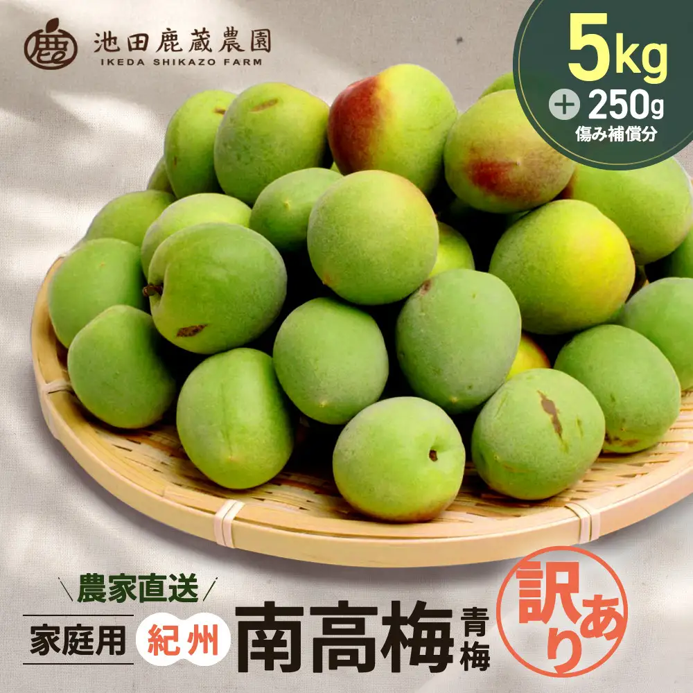家庭用 紀州南高梅(青梅)5kg+250g（傷み補償分）【梅干し・梅ジュース】【訳あり】［IKE113］