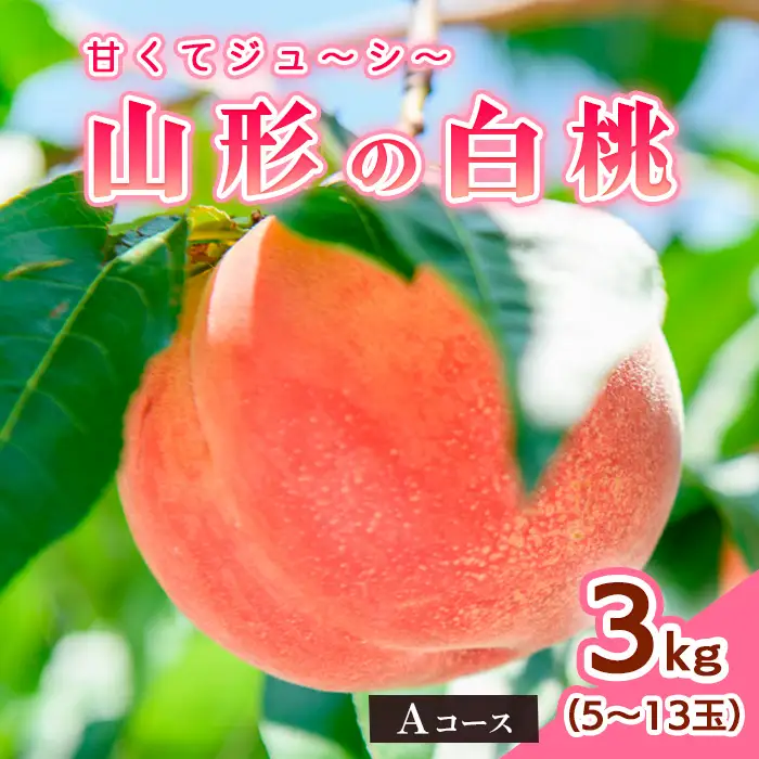 山形の白桃3kg(5～13玉)Aコース[柔らかくなる品種] 【令和8年産先行予約】FS25-631 くだもの 果物 フルーツ 山形 山形県 山形市 2026年産