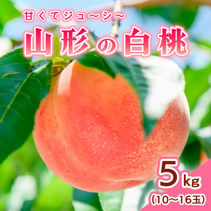 山形の白桃 5kg(10~16玉)Bコース(柔らかくなる品種・果肉やや硬め)【令和8年産先行予約】FS24-566 くだもの 果物 フルーツ 山形 山形県 山形市 2026年産