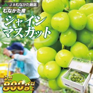 JAむなかた厳選【むなかた産シャインマスカット】1房(800ｇ以上)【JAほたるの里】_HA0913