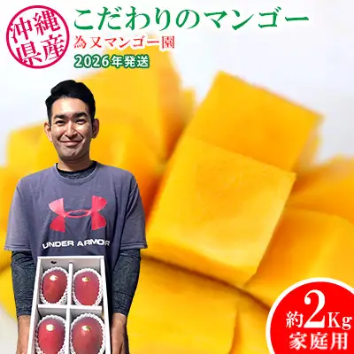 【2026年発送】為又マンゴー園　家庭用　こだわりのマンゴー　約2kg フルーツ 果物 期間限定 数量限定 マンゴー 南国 プレゼント お土産 おみやげ ギフト くだもの 沖縄 おきなわ 青果 デザート おすすめ 人気 冷蔵 夏 スイーツ