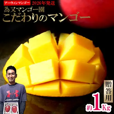 【2026年発送】為又マンゴー園　贈答用　こだわりのマンゴー　約1kg フルーツ 果物 期間限定 数量限定 マンゴー ギフト おみやげ お土産 プレゼント 南国 デザート 青果 おきなわ 沖縄 くだもの おすすめ 人気 冷蔵 夏 スイーツ