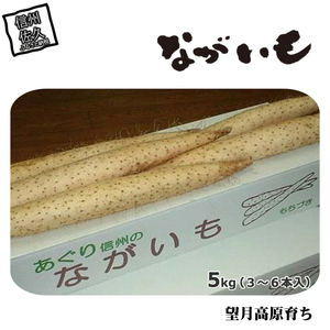 長野県産 ながいも 約5kg 〈2026年12月1日出荷開始～2026年12月25日出荷終了〉| 長芋 長いも 高原野菜 信州佐久 土作りからこだわり 作物本来の美味しさを目指して栽培 長野県 佐久市 旬彩