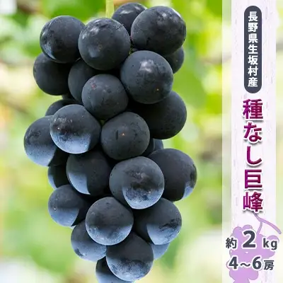 【2026年先行予約】種なし巨峰 約1.7kg~2kg (4~6房入り)  小さな果樹園 ぷてぃ・べるじぇ | 種なし巨峰