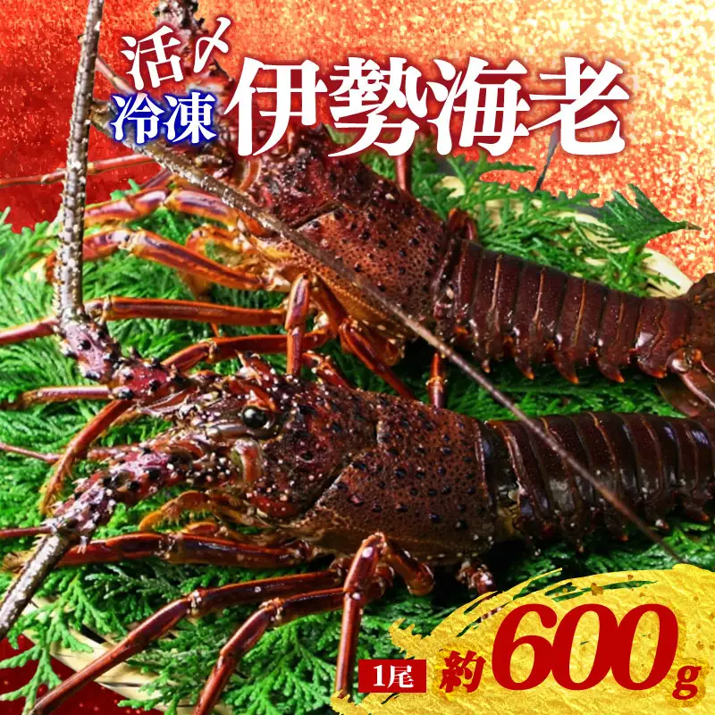 （冷凍） 伊勢海老 1尾 約 600g 活〆 山藤 えび 海老 ebi いせえび 伊勢えび 伊勢 魚 魚介 海鮮 海産物 海 特産品 うま味 旨味 海の幸 アウトドア BBQ 刺身 炭火焼 味噌汁 産地直送 国産 三重 南伊勢 伊勢志摩