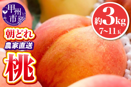 池田青果 朝どれ 大玉 桃 約3kg 7～11玉 農家直送【2026年発送】（IS）B15-456  もも フルーツ
