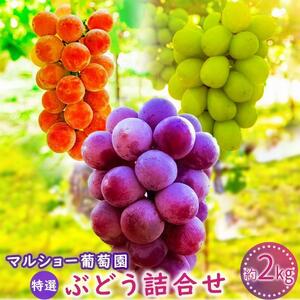 【2026年先行予約・数量限定】園主おまかせ特選ぶどう詰合せ 約２kg  (当園栽培16品種の中より厳選) ＜2026年8月中旬～発送＞