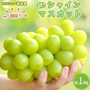 【2026年先行予約・数量限定】朝採り シャインマスカット 訳あり品 約１kg＜2026年8月中旬～発送＞
