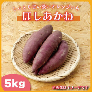 【2025年11月より順次発送】2025年度産 しっとり甘い淡いオレンジいも ほしあかね 約5kg｜さつまいも 芋 お芋 ほしあかね 渋谷農園 先行予約 茨城県 行方市(BZ-38)
