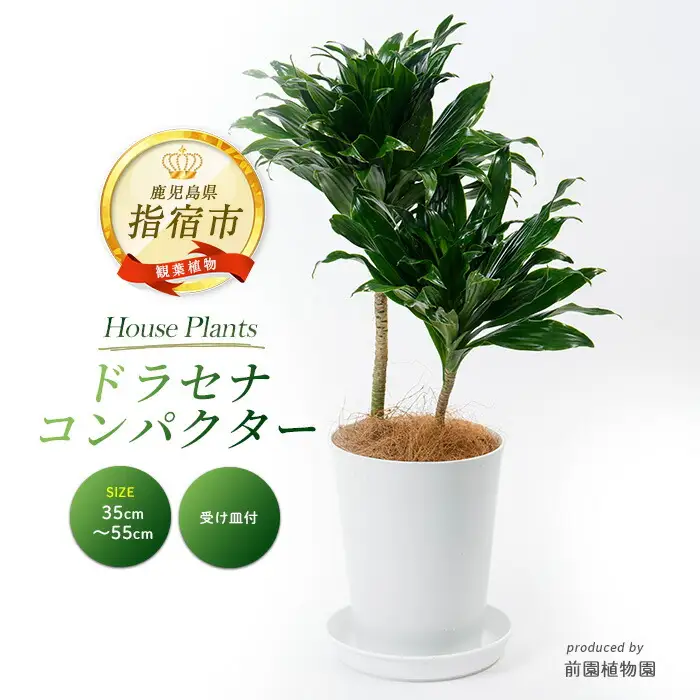 2026年1月中旬～発送【観葉植物】ドラセナ コンパクター 35cm～55cm 前園植物園 IB002-003 観葉植物 ※北海道・沖縄・離島配送不可