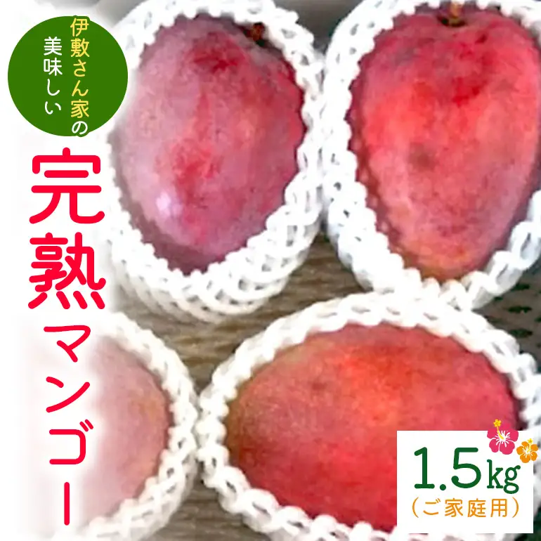 【 先行予約 2026年 発送 】 伊敷さん家の美味しい 完熟マンゴー 1.5kg ( ご家庭用 ) マンゴー 沖縄県産 マンゴー アップルマンゴー アーウィンマンゴー 果物 南国 くだもの フルーツ 完熟 夏 旬 沖縄 産地直送 農家直送 家庭用 糸満市 41-2
