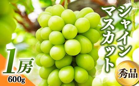《先行予約 2026年発送》～秋のご褒美～シャインマスカット1房（600g） マスカット ぶどう ブドウ 葡萄 デザート フルーツ 果物 くだもの 果実 食品 山形県 FSY-0175