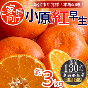 ご家庭向け！小原紅早生みかん　約3kg【坂出発祥の真っ紅なお蜜柑】