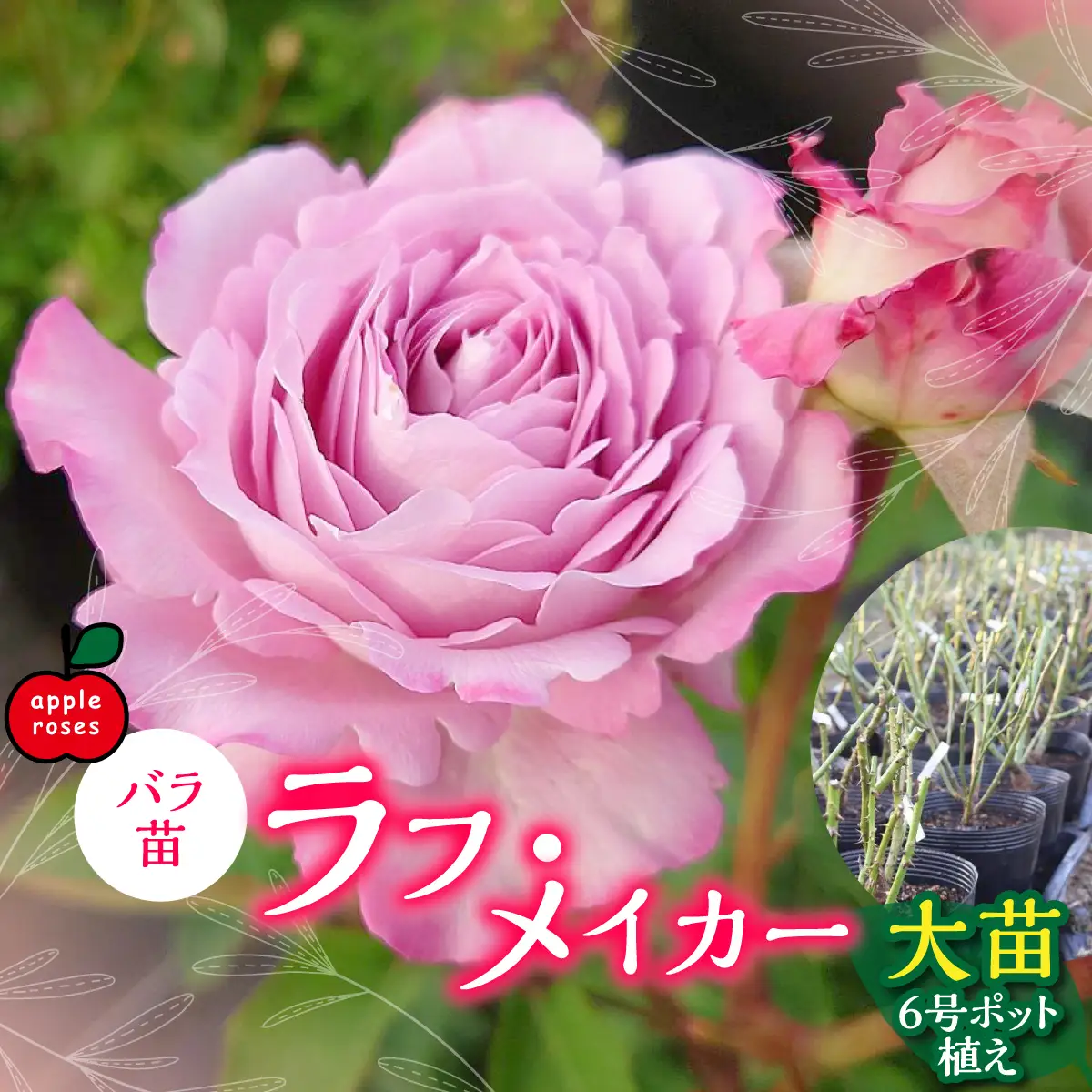 【Apple Roses】バラ苗『ラフ・メイカー』大苗6号ポット植え 苗木 植物 HNNH004