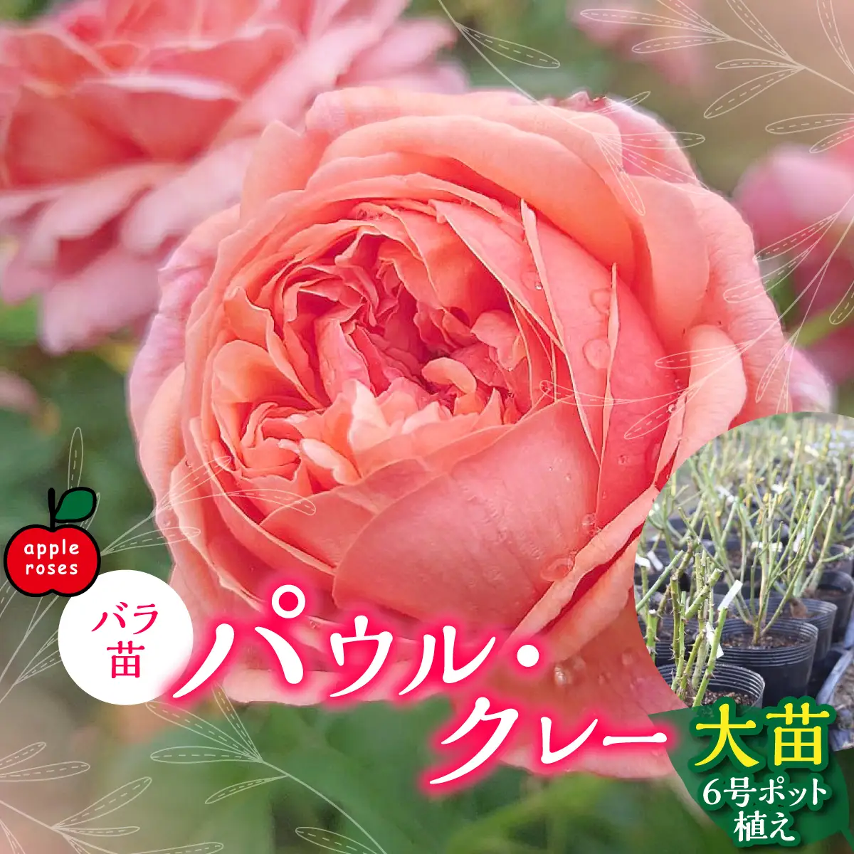 【Apple Roses】バラ苗『パウル・クレー』大苗6号ポット植え 苗木 植物 HNNH003