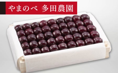 ≪2026年 先行予約≫さくらんぼ 特選サミット 桐箱詰 1100g「やまのべ多田農園」 F2Y-1398