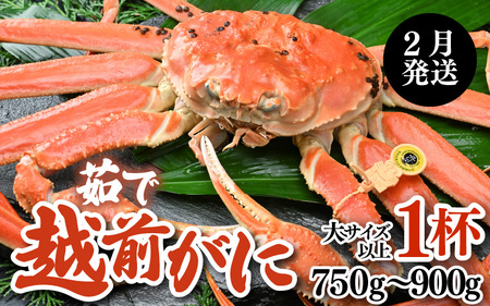 【先行予約】【2月発送限定】茹で越前がに 1杯 750g～900g（大サイズ以上）《新鮮！茹でたてを発送》／ 高級 福井 ブランド ズワイガニ 黄色タグ ボイル 冷蔵 蟹 カニ 期間限定 ※2027年2月上旬～2027年2月下旬で発送 [aw002-x003_02]