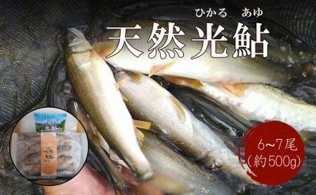 【数量限定】 天然 鮎 約500g [小丸川天然鮎工房hikaru 宮崎県 美郷町 31af0005]