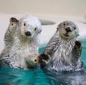 9-01鳥羽水族館 年間パスポート 幼児