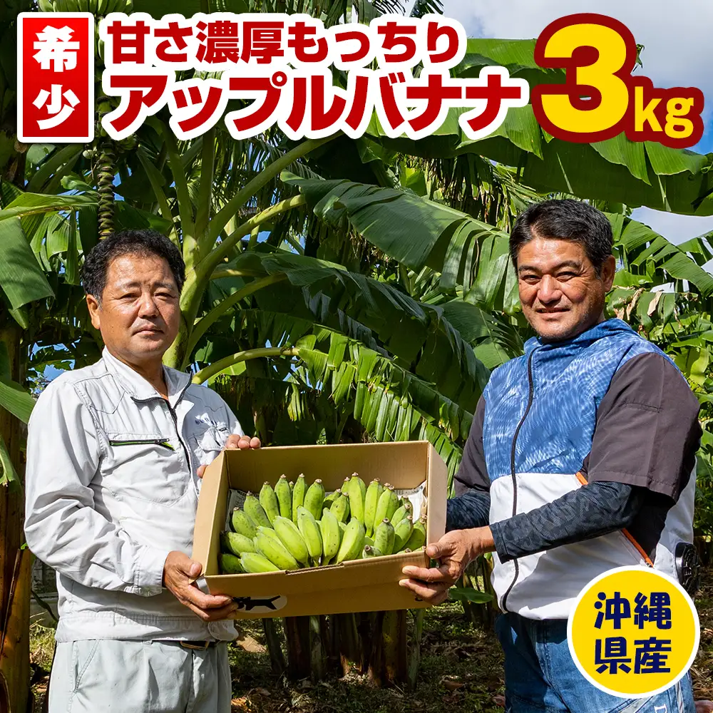 アップルバナナ 　大苗　根付き。茎が、太くなってきてます。約3倍　越冬したもの。 バナナ アップルバナナ 苗 通販 苗木部 By 花ひろばオンライン