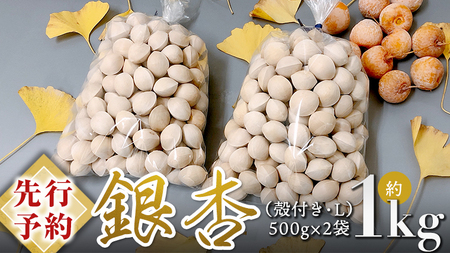 【 先行予約 】10月上旬以降発送 銀杏 ぎんなん 約1kg 殻付き Lサイズ 小分け