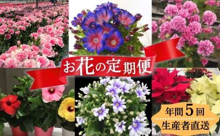 モリヒロ園芸が育てたお花の定期便（年間5回） 植物 瀬戸内 温暖 気候 鉢花 