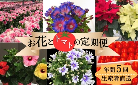 モリヒロ園芸が育てたお花とトマトの定期便（年間5回） 植物 瀬戸内 温暖 気候 鉢花 ギフト 記念日 