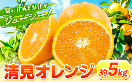 清見オレンジ 5kg ときわオンライン《2027年1月中旬-4月上旬頃出荷》 和歌山県 紀の川市 フルーツ 果物 清見 オレンジ 柑橘 送料無料