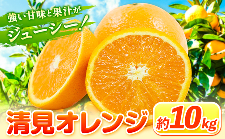 清見オレンジ 10kg ときわオンライン《2027年1月中旬-4月上旬頃出荷》 和歌山県 紀の川市 フルーツ 果物 清見 オレンジ 柑橘 送料無料