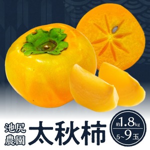 【10月発送】池尻農園 太秋柿 5玉～9玉 約1.8kg_柿 甘柿 太秋柿 5玉 ～ 9玉 約 1.8kg 種が少ない シャキシャキ 食感 さっぱり 果肉 なめらか 多汁 高糖度 おいしい 果皮 条紋 甘み 甘い 国産 フルーツ 果物 福岡県 久留米市 お取り寄せ お取り寄せフルーツ 栄養 食品 食べ物 常温 送料無料 〔Fk011〕